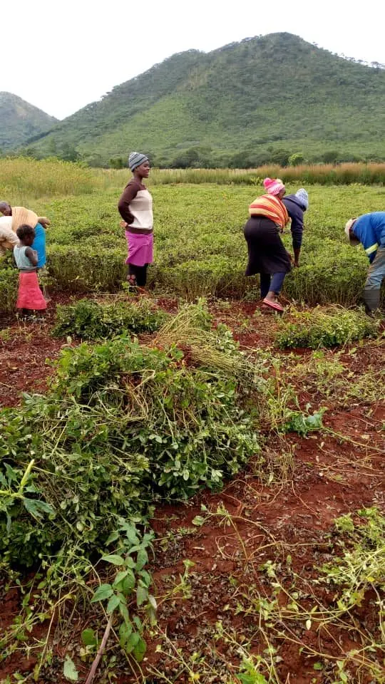 A group of people harvesting groundnuts together in a field below a hill