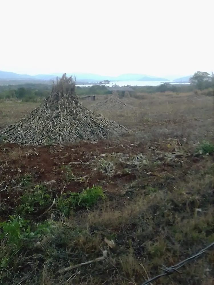 A harvest stacked in a tall mound in a cleared field, a lake on the horizon