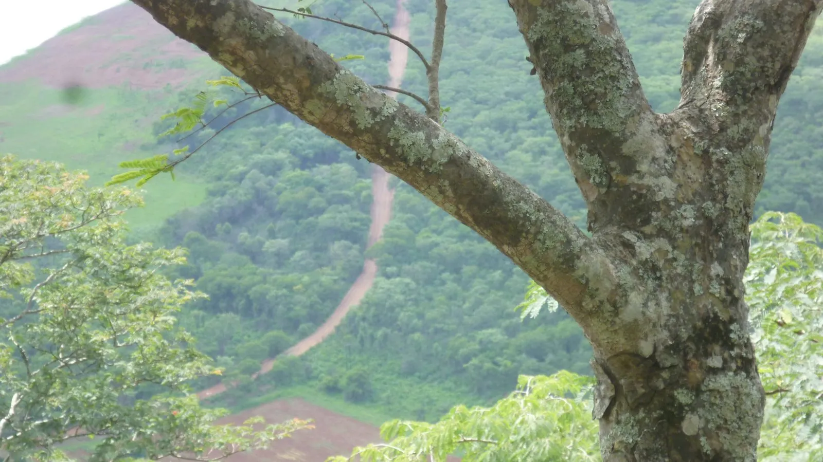 A red earth road winding through green forested hills, seen from beneath a tree