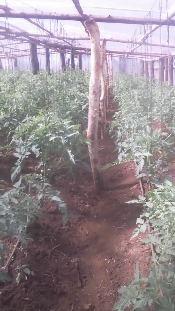Rows of tomato plants growing under a greenhouse frame in rural Zimbabwe